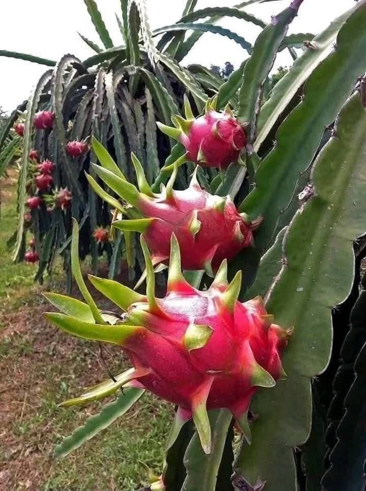 LA FRUTA MÁS POTENTE que te ayud… Ver más